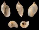 Lymnaea sordulenta