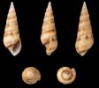 Pachymelania aurita - piskořka ozubená