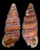 Cerithiopsis susieae