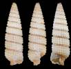 Marshallora ostenta