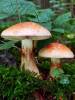 Calonarius odorifer