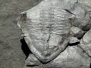 Eudolatites angelini