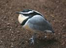 Pluvianus aegyptius - Egyptian Plover