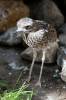 Burhinus capensis - Spotted Thick-knee