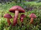 Cortinarius phoeniceus