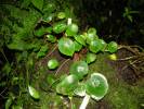 Begonia conchifolia