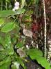 Begonia chloroneura