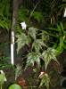 Begonia loranthoides