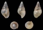 Leptocalina specularis