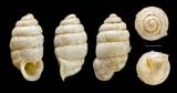 Ptychotrema sulciferum