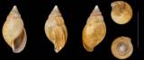 Achatina tavaresiana