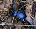 Carabus catenulatus