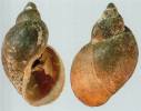 Lymnaea diaphana