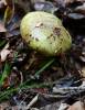 Calonarius atrovirens