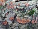 Hypoxylon cercidicola