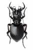 Manticora gibeonensis