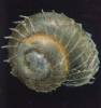 Acanthinula aculeata