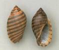 Vexilla vexillum