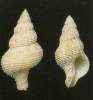 Coralliophila persica