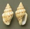 Euplica varians
