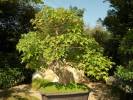 Acer buergerianum - Trident Maple