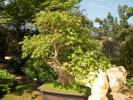 Acer buergerianum - Trident Maple