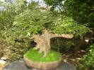 Acer buergerianum - Trident Maple