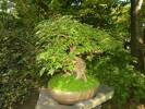 Acer buergerianum - Trident Maple
