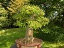 Acer buergerianum - Trident Maple
