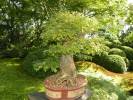 Acer buergerianum - Trident Maple