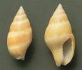 Mitrella alizonae