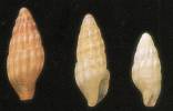 Zafra phaula