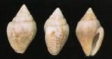 Pardalinops propinqua
