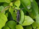 Stegenagapanthia nivalis