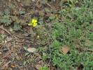 Erysimum pulchellum