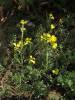 Erysimum pulchellum
