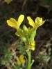 Erysimum pulchellum
