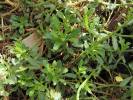 Erysimum pulchellum