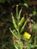 Erysimum pulchellum