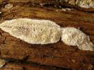 Antrodia macra