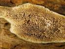 Antrodia macra