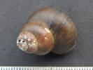 Bellamya dissimilis
