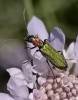 Nacerdinae