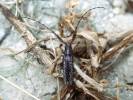 Stegenagapanthia nivalis