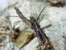 Stegenagapanthia nivalis