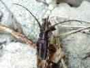 Stegenagapanthia nivalis