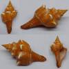Pleuroploca abbasi