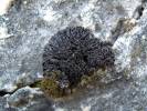 Collema polycarpon - Jelly Lichen