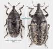 Larinus bardus