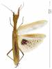 Iris oratoria